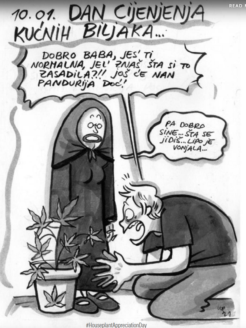 Dan cijenjenja kućne biljke